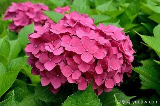 繡球花有哪些品種，繡球花品種圖片大全(圖2)
