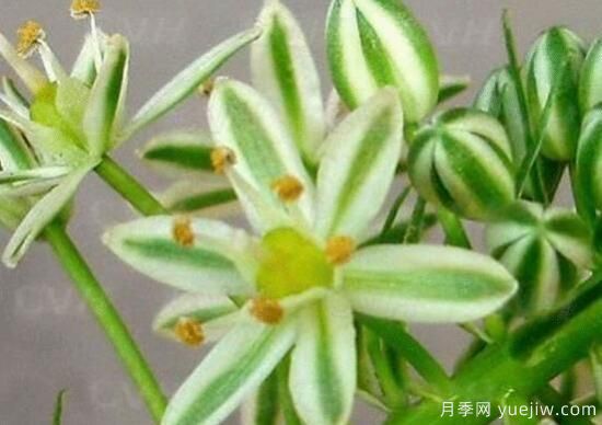 萬年青種類及圖片大全，盤點(diǎn)做好看的六大種類(圖3)