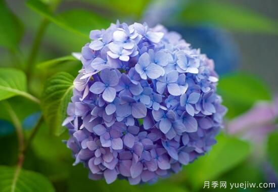 繡球花有哪些品種，繡球花品種圖片大全(圖7)
