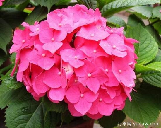 繡球花有哪些品種，繡球花品種圖片大全(圖4)