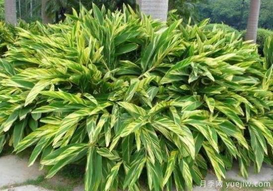 萬年青種類及圖片大全，盤點(diǎn)做好看的六大種類(圖2)