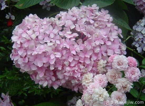 繡球花有哪些品種，繡球花品種圖片大全(圖12)