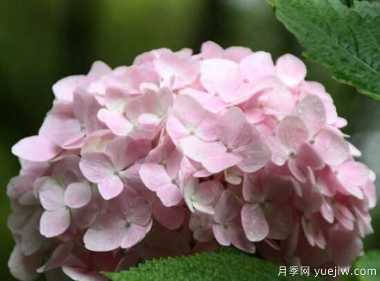 繡球花有哪些品種，繡球花品種圖片大全(圖11)
