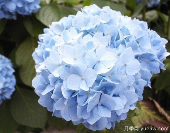繡球花有哪些品種，繡球花品種圖片大全(圖5)