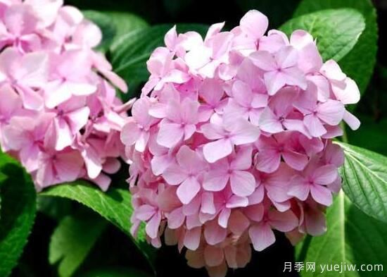繡球花有哪些品種，繡球花品種圖片大全(圖13)