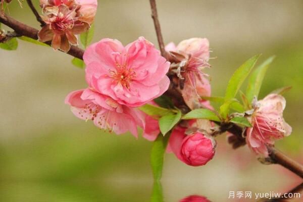 桃花的蟲害防治大全，紅蜘蛛的危害非常嚴重(圖3)