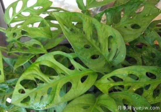 萬年青種類及圖片大全，盤點(diǎn)做好看的六大種類(圖4)