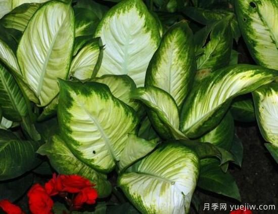萬年青種類及圖片大全，盤點(diǎn)做好看的六大種類(圖5)