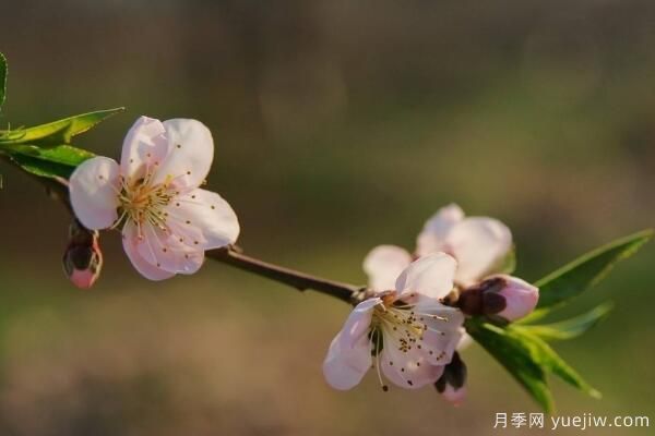 桃花的蟲害防治大全，紅蜘蛛的危害非常嚴重(圖4)