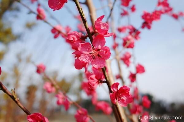 桃花的蟲害防治大全，紅蜘蛛的危害非常嚴重(圖1)