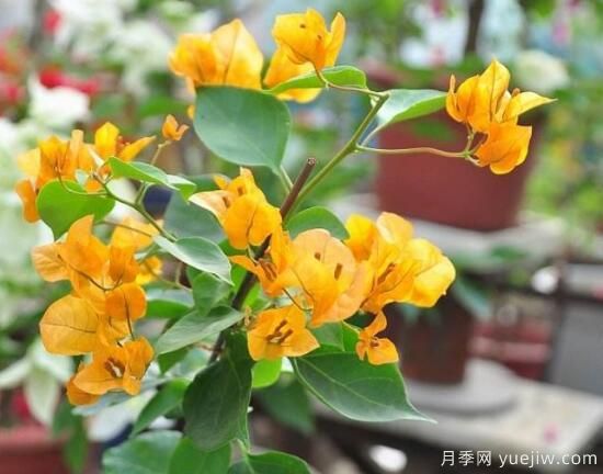 三角梅有哪些品種，常見的三角梅品種大全(圖7)