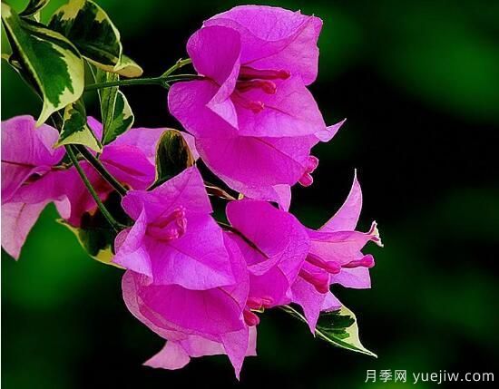 三角梅有哪些品種，常見的三角梅品種大全(圖9)