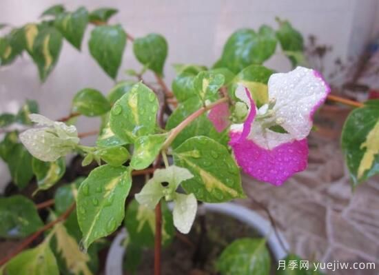 三角梅有哪些品種，常見的三角梅品種大全(圖8)