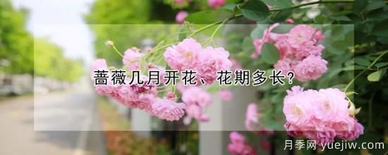 薔薇幾月開(kāi)花、花期多長(zhǎng)？(圖1)