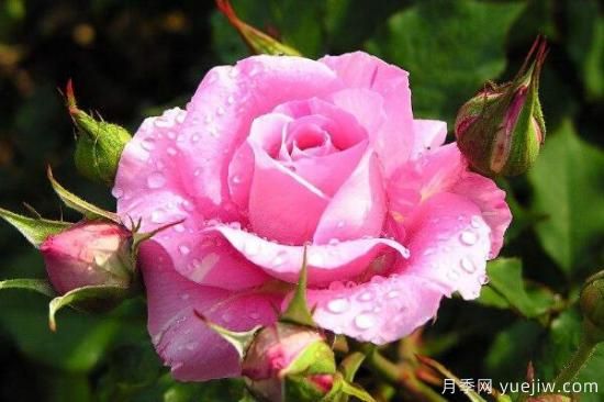 粉色薔薇花的花語，以及薔薇花花語大全(圖1)
