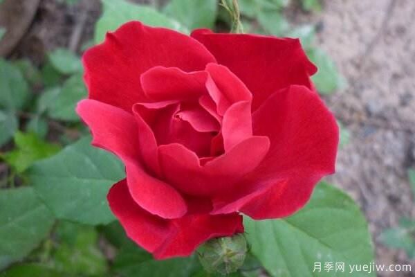 粉色薔薇花的花語，以及薔薇花花語大全(圖3)