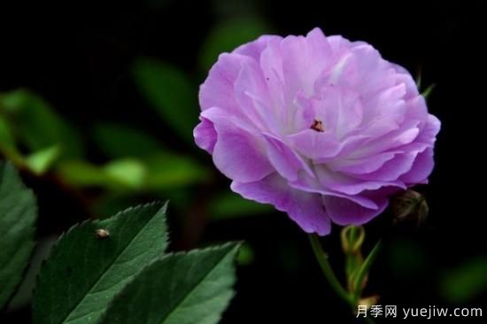 粉色薔薇花的花語，以及薔薇花花語大全(圖2)