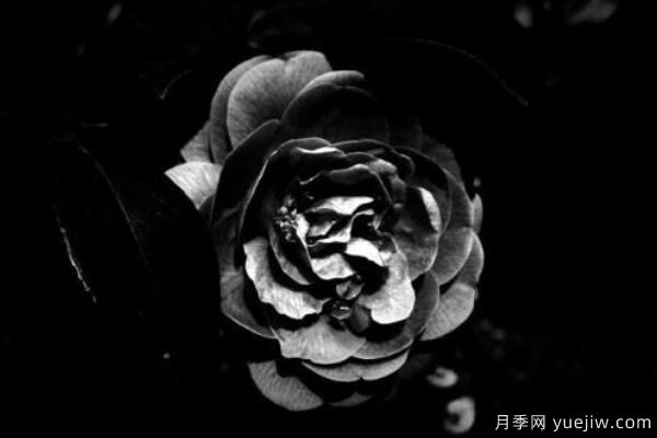 粉色薔薇花的花語，以及薔薇花花語大全(圖5)