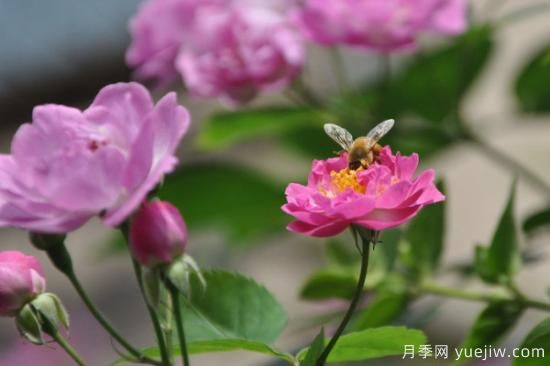 薔薇花種多長(zhǎng)時(shí)間才開花(圖1)