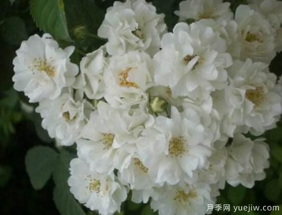八大薔薇花品種圖片大全(圖1)