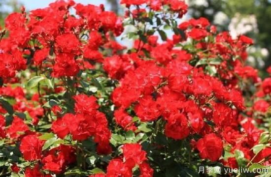 薔薇花的花語大全，細(xì)數(shù)薔薇花九大品種花語(圖5)