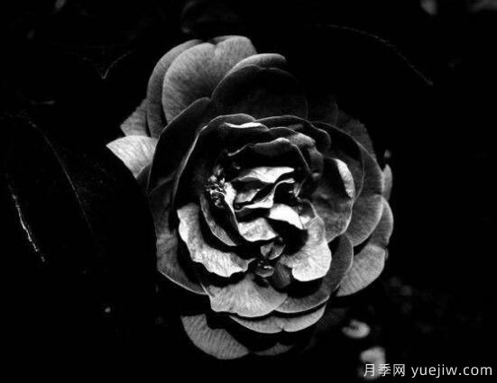 薔薇花的花語大全，細(xì)數(shù)薔薇花九大品種花語(圖7)