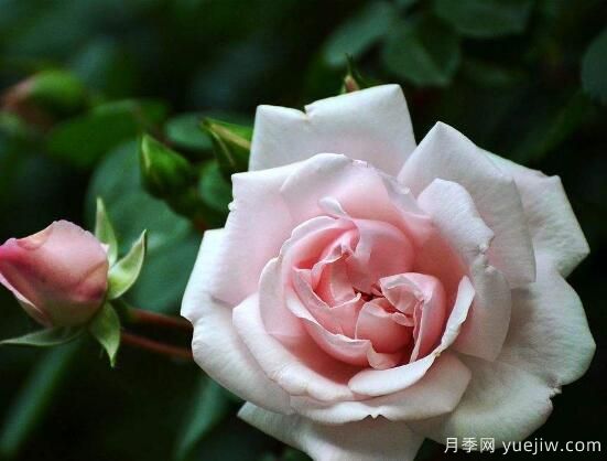 薔薇花的花語大全，細(xì)數(shù)薔薇花九大品種花語(圖2)