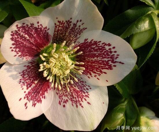 薔薇花的花語大全，細(xì)數(shù)薔薇花九大品種花語(圖6)