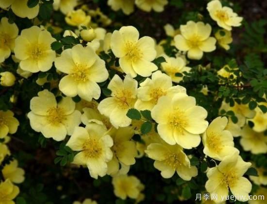 薔薇花的花語大全，細(xì)數(shù)薔薇花九大品種花語(圖4)
