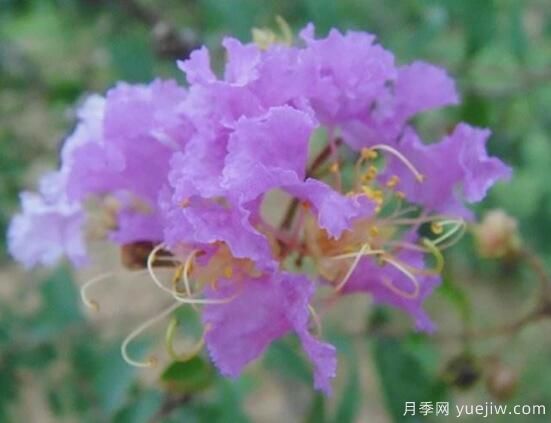 薔薇花的花語大全，細(xì)數(shù)薔薇花九大品種花語(圖9)