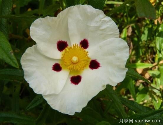 薔薇花的花語大全，細(xì)數(shù)薔薇花九大品種花語(圖8)