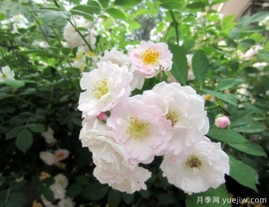 薔薇花的花語大全，細(xì)數(shù)薔薇花九大品種花語(圖3)