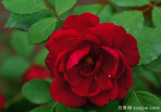 薔薇花的花語大全，細(xì)數(shù)薔薇花九大品種花語(圖1)