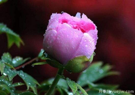 牡丹花的花語(yǔ) 不同搭配牡丹花的寓意(圖1)