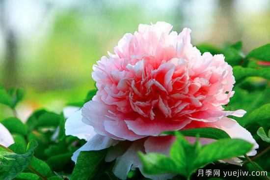 常見(jiàn)的牡丹品種介紹(圖1)
