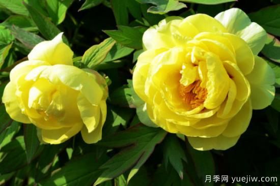 常見(jiàn)的牡丹品種介紹(圖3)