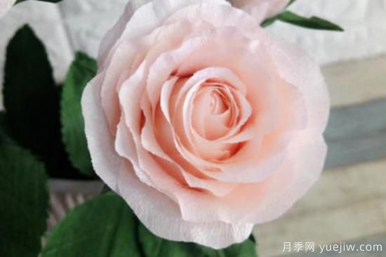 玫瑰花的形態(tài)特征和生長習(xí)性(圖1)