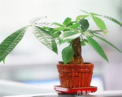 發(fā)財(cái)樹需要修剪嗎？發(fā)財(cái)樹如何整形修剪(圖1)