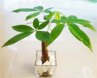水培發(fā)財樹怎么養(yǎng)，發(fā)財樹水培技術(shù)要點(圖1)