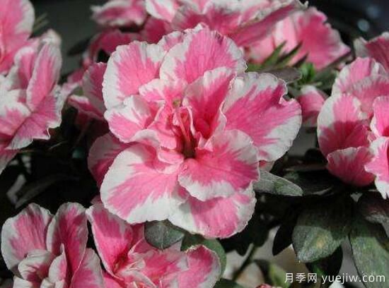 杜鵑花有哪些常見品種？杜鵑花品種圖片大全(圖5)