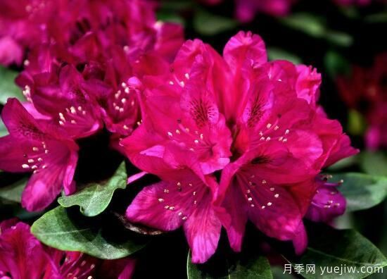杜鵑花有哪些常見品種？杜鵑花品種圖片大全(圖2)