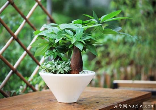 發(fā)財樹幾天澆一次水，澆水方法(圖1)