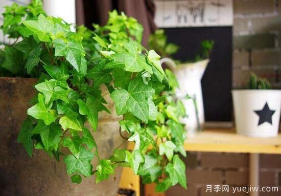 常春藤有哪些常見品種？常春藤品種圖片大全(圖1)