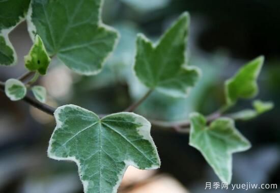 常春藤有哪些常見品種？常春藤品種圖片大全(圖4)