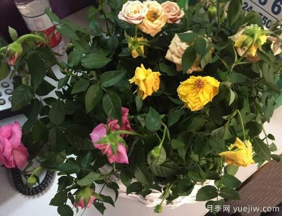 月季花焉了怎么辦？三個(gè)辦法讓它恢復(fù)生機(jī)(圖1)