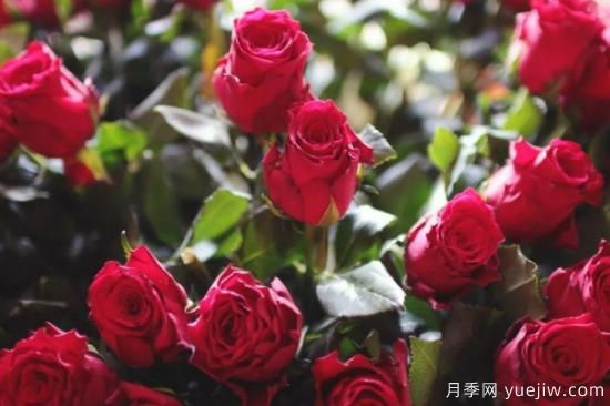 批發(fā)玫瑰花多少錢一朵？批發(fā)價格2元/朵(圖1)