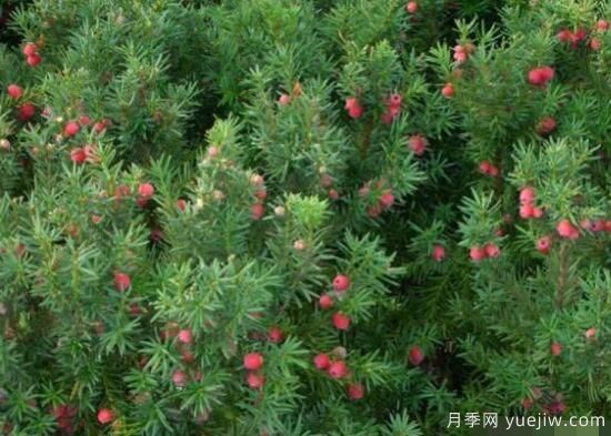 紅豆杉的扦插繁殖和播種繁殖，病蟲(chóng)防治(圖1)