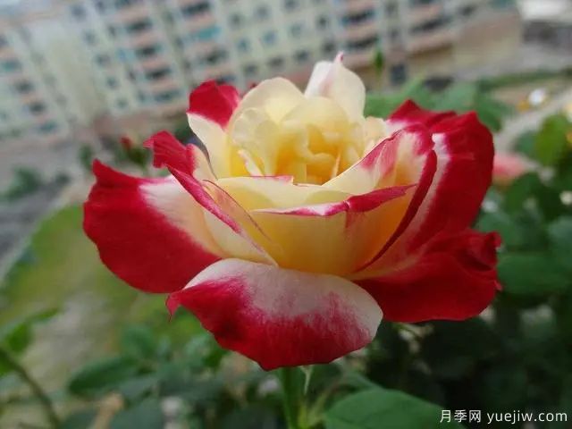推薦3種月季，耐冷耐熱花期長(zhǎng)花量大抗病能力強(qiáng)(圖3)
