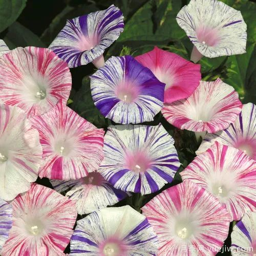幾種讓花園充滿浪漫色彩的粉色花卉，滿足少女心(圖8)