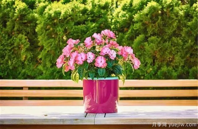秋天不能修剪的七種花卉，容易剪掉花芽不開花！(圖1)